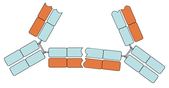 Anti-idiotypic antibody
