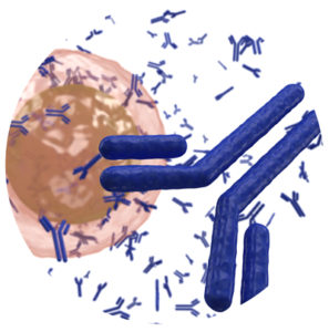Antibody production